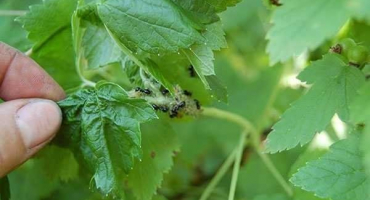 Jak se zbavit mšic na rybízu: přehled nejlepších prostředků